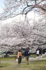 Kenapa Harus Ikut Study Trip ke Jepang?