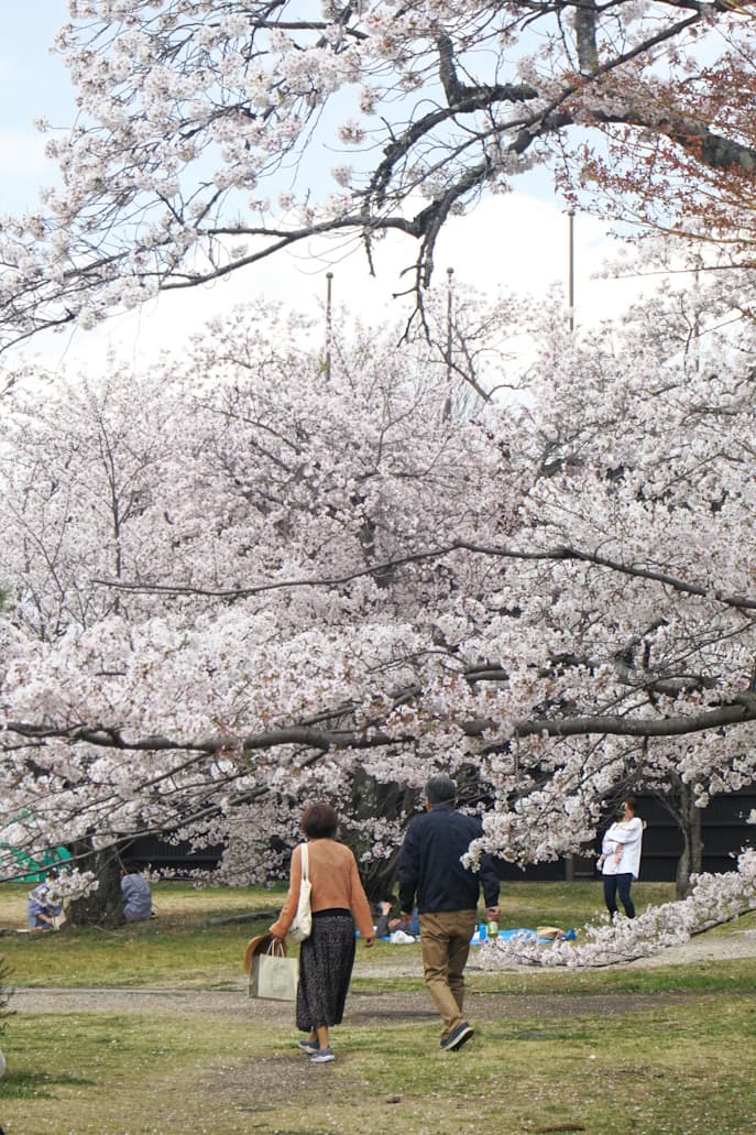 Nakamura Study Japan - Why Join a Study Trip to Japan?