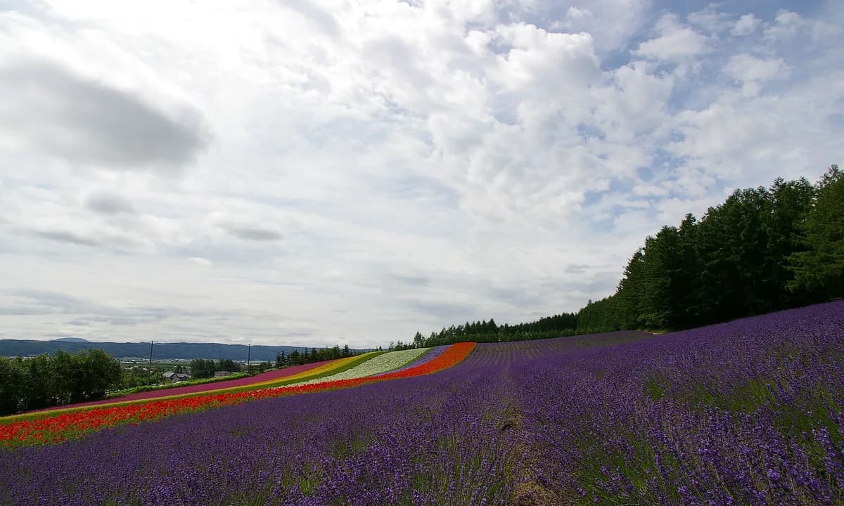 Furano Lavender & Biei Blue Pond Day Tour