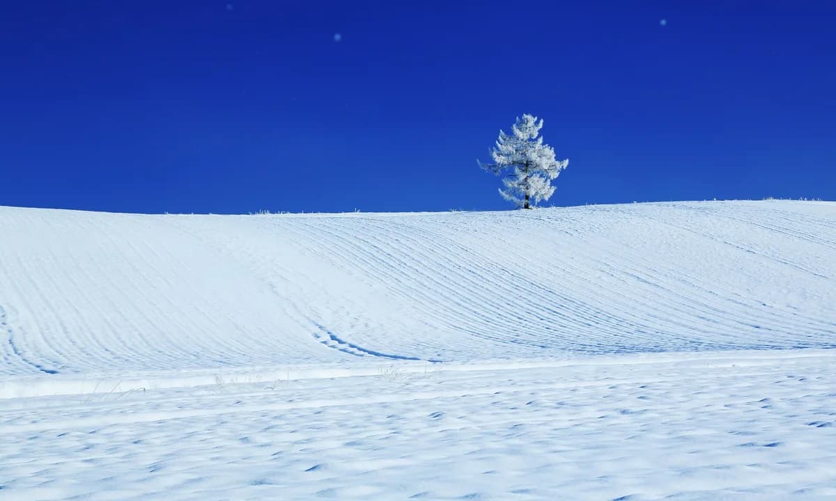 Furano & Biei Winter Snow Escape