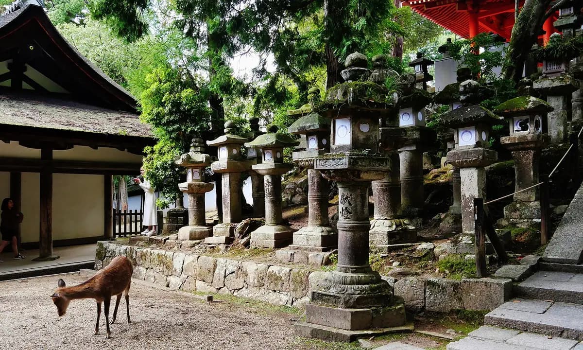Nara Deer Park & Great Buddha Day Trip