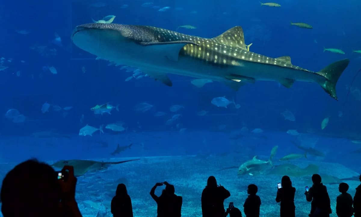 Northern Okinawa: Churaumi Aquarium & Whale Sharks
