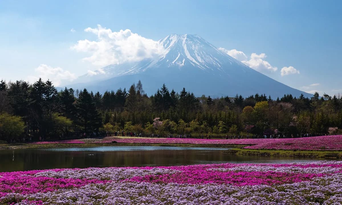 Festival Shibazakura & Outlet Gotemba