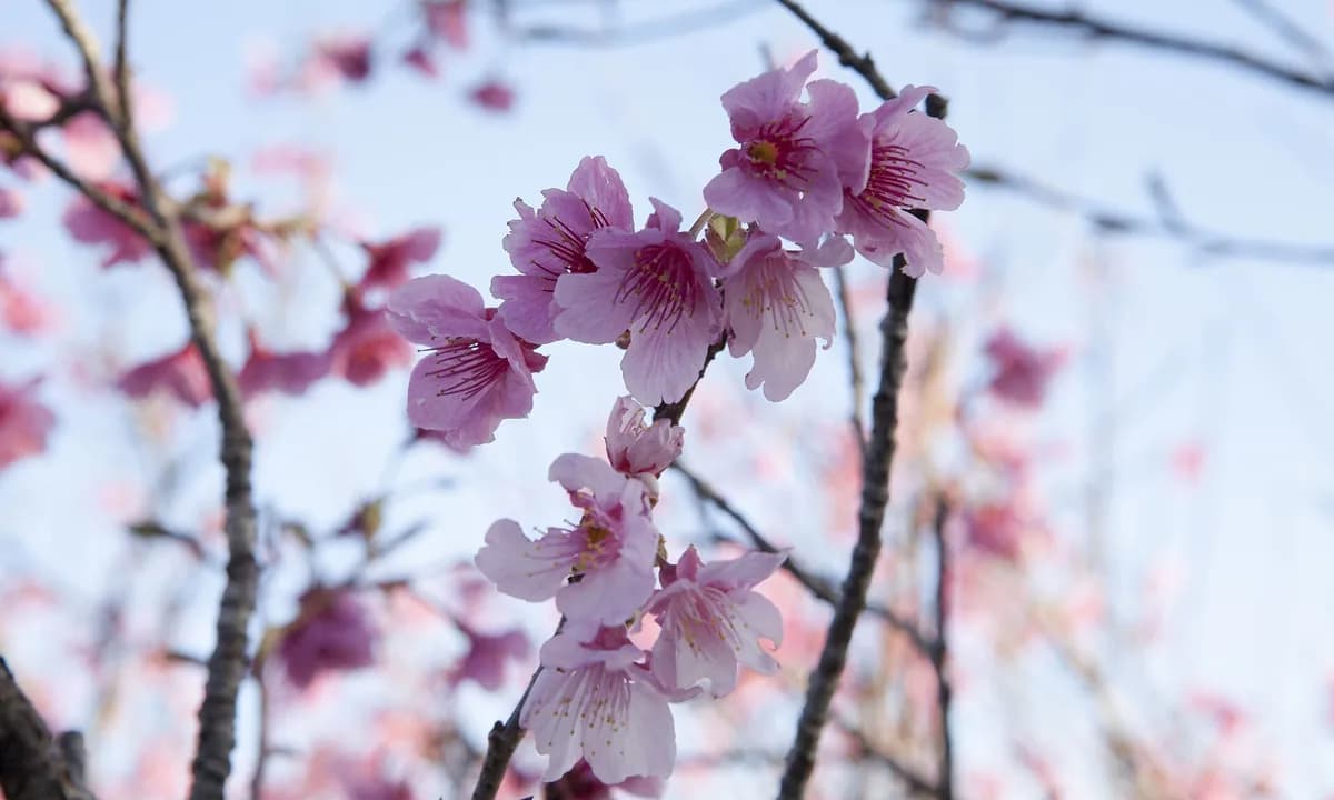 Japan's First Cherry Blossoms in North Okinawa