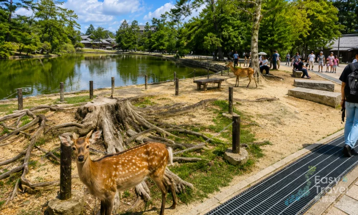Nara Deer Park & Great Buddha Day Trip