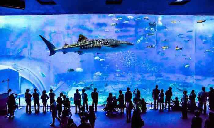 Northern Okinawa: Churaumi Aquarium & Whale Sharks